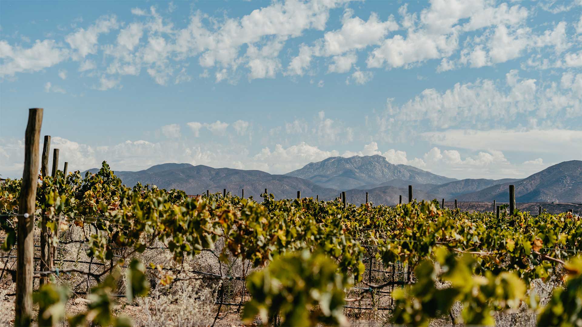 No te puedes perder estos restaurantes en el Valle de Guadalupe - INDÓMITO